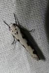 Ethmia bipunctella