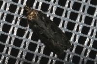 Gelechia sororculella