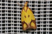 Agapeta zoegana