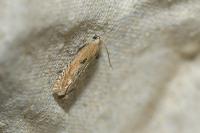 Eucosma gr. cana