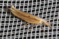 Ypsolopha nemorella