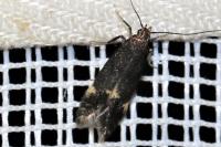 Oxypteryx atrella