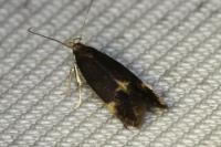 Oxypteryx atrella