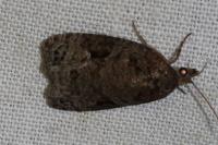 Apotomis semifasciana