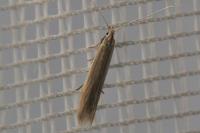 Coleophora