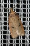 Agonopterix angelicella