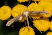 Emmelina monodactyla