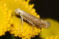 Isophrictis anthemidella/striatella