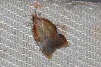 Acleris holmiana
