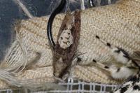 Epinotia brunnichana