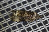 Endothenia