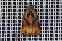 Archips podana