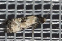 Neocochylis dubitana