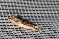 Ypsolopha scabrella