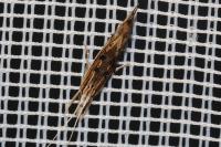 Ypsolopha scabrella