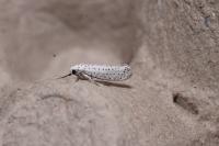 Yponomeuta evonymella