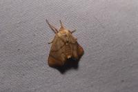 Apoda limacodes