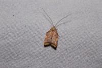 Carcina quercana