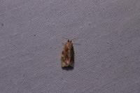 Archips xylosteana