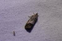 Cydia splendana