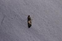 Gypsonoma sociana