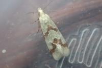 Aethes bilbaensis