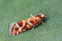 Rhyacionia pinicolana