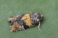 Ptycholomoides aeriferanus