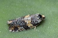 Ptycholomoides aeriferanus