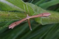 Stenoptilia
