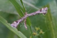 Platyptilia