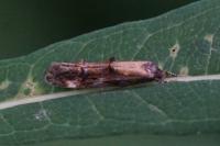 Mompha idaei