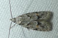 Symmoca signatella