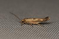 Scythris limbella