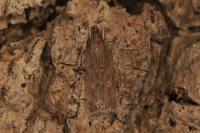 Helcystogramma triannulella
