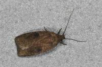 Agonopterix propinquella