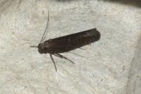 Neofaculta ericetella