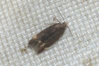 Stomopteryx flavipalpella