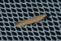 Batrachedra parvulipunctella