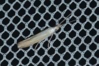 Coleophora currucipennella