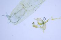 Coleophora currucipennella