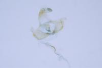 Coleophora currucipennella