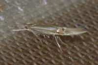 Cosmopterix lienigiella