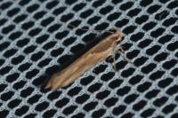 Pyroderces sarcogypsa