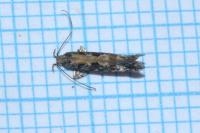 Aristotelia subdecurtella