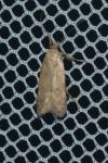 Bryotropha terrella