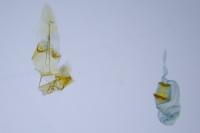 Bryotropha terrella