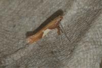 Caloptilia stigmatella