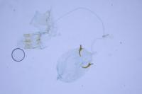 Caloptilia stigmatella