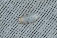 Pseudopostega crepusculella